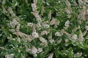 Atelier enfant 3-6 ans : Alchimie de la menthe