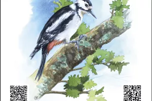 « OISEAUX » MO FRADIER