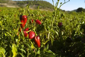 Savoir-faire au rendez-vous : Piments et moutardes du Périgord