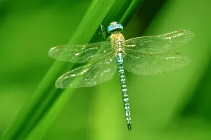 Libellules, papillons et compagnie