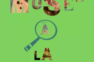 Le musée à la loupe, les détails en folie