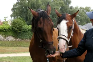 Grand show du cheval Arabe