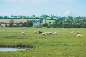 Balade ornithologique