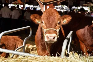 Festival de l'élevage: du bien élever au bien manger