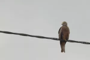 Les oiseaux des villes dans le parc et les jardins de l'Auzette