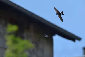 Conférence en balade "À la découverte des oiseaux du bâti du centre-ville de Limoges"