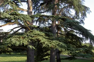 Rendez-vous aux jardins : Château Pierrail