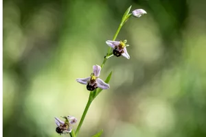 Découverte de la faune et de la flore
