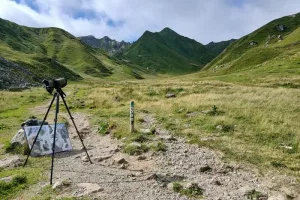 Point information sur les vautours