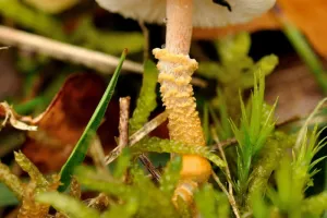 Les champignons et les lichens