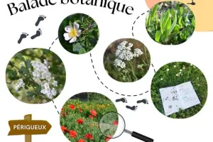 Balade découverte des plantes sauvages
