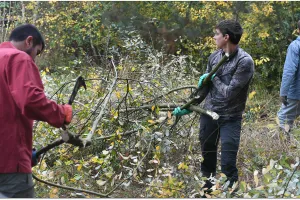 Chantiers d'automne à l'étang de Beaumont