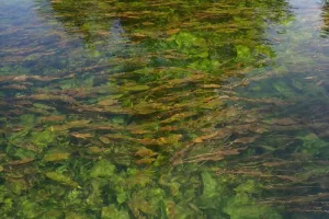 Rdv Natura 2000 : Caractérisation et cartographie des habitats aquatiques