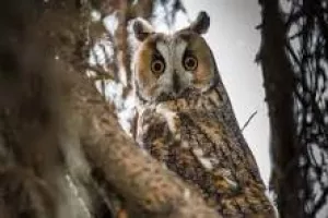 Eté Actif : Randonnée nocturne à la découverte des rapaces et chauves-souris