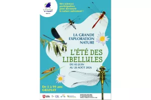 L'été des libellules