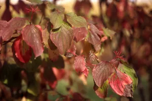 Couleur d'automne sur la Réserve