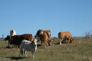 TRANSHUMANCE EN PAYS DE SAULT