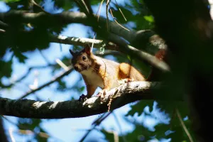 Balade nature : Entre courant et forêt