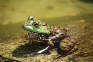 Conférence Zones humides et amphibiens
