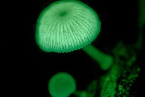 Le monde des champignons : terre et mystères !