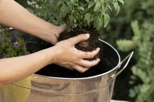 Planter sa jardinière d'aromatiques