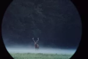 Vivre le brame du cerf