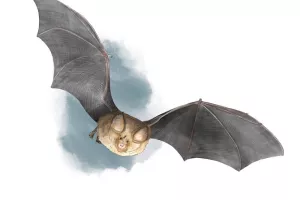 Nuit de la Chauve-Souris - A la découverte des petits mammifères volants ...