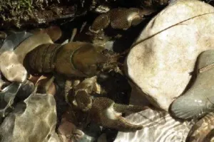 Sortie nature "les habitants d'une rivière"