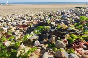 Contes de la baie