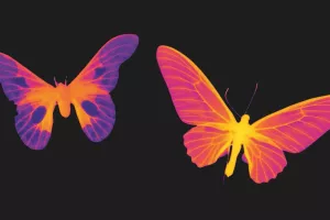 Micro-Conférence "Amazonia, le mystère des couleurs du tapirage à la fluorescence"