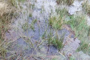 Tourbière des Dauges : les petites bestioles