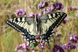 En'quête d'insectes !