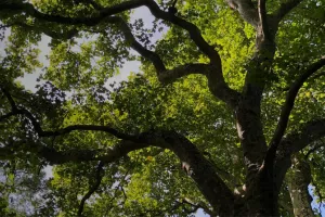 Fête de la nature à Peyrassoulat