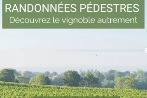Cave des Vignerons de Puisseguin Lussac Saint-Emilion : Randonnées pédestres