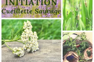 Initiation à la cueillette sauvage