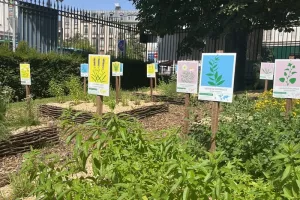 Visite-atelier Les plantes magiques
