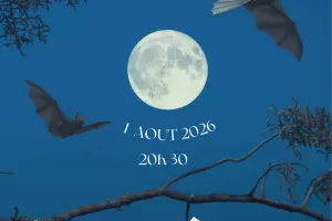 Nuit de la chauve-souris