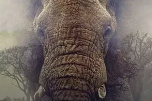 Cinéma : "Ghost elephants"