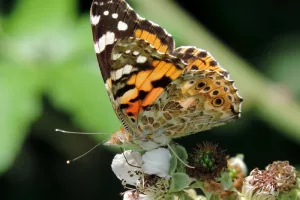 Jardiner au naturel à GRADIGNAN