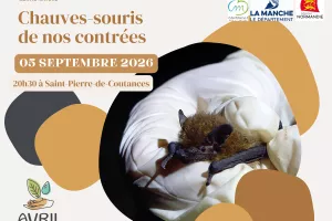 Chauves-souris de nos contrées