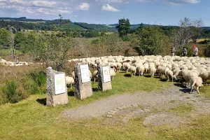 Concours de la racine ovine Limousine