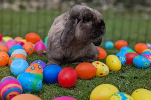 Chasse aux oeufs à la ferme de Maillofargueix