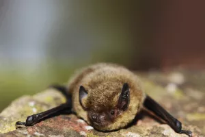Quand la nuit s’anime : à la découverte des chauves-souris