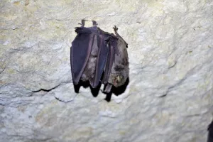 A l'écoute de l'inaudible : découverte des chauves-souris des Tours de Merle