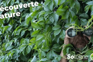 Découvertes Sologne Nature - En quête d'affût