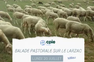 Nouveauté 2026 - " Balade pastorale sur le Larzac " avec le CPIE