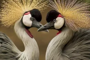 Qu'est-ce qu'un oiseau ?