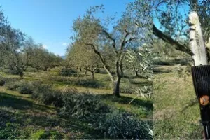 CA83 - Démonstration de matériels de taille en oléiculture