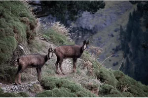 Randonnée : l'isard des Pyrénées