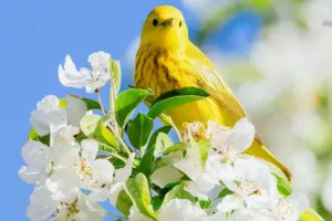 Fête du printemps : les petits exploarteurs de la nature